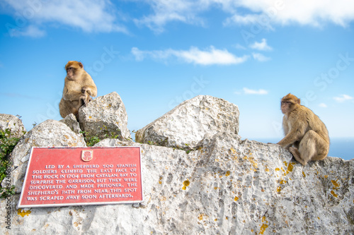 monkey Macaca sylvanus in the wild on the Gibraltar peninsula