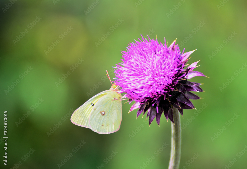 CloudedSulphur butterfly on a thistle bloom. CloudedSulphur butterfly on a thistle bloom.