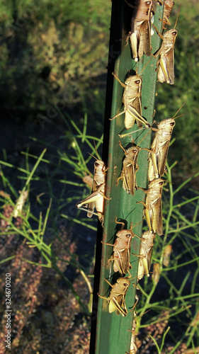 Grasshoppers congregate on a garden T-post during their attack on plants.