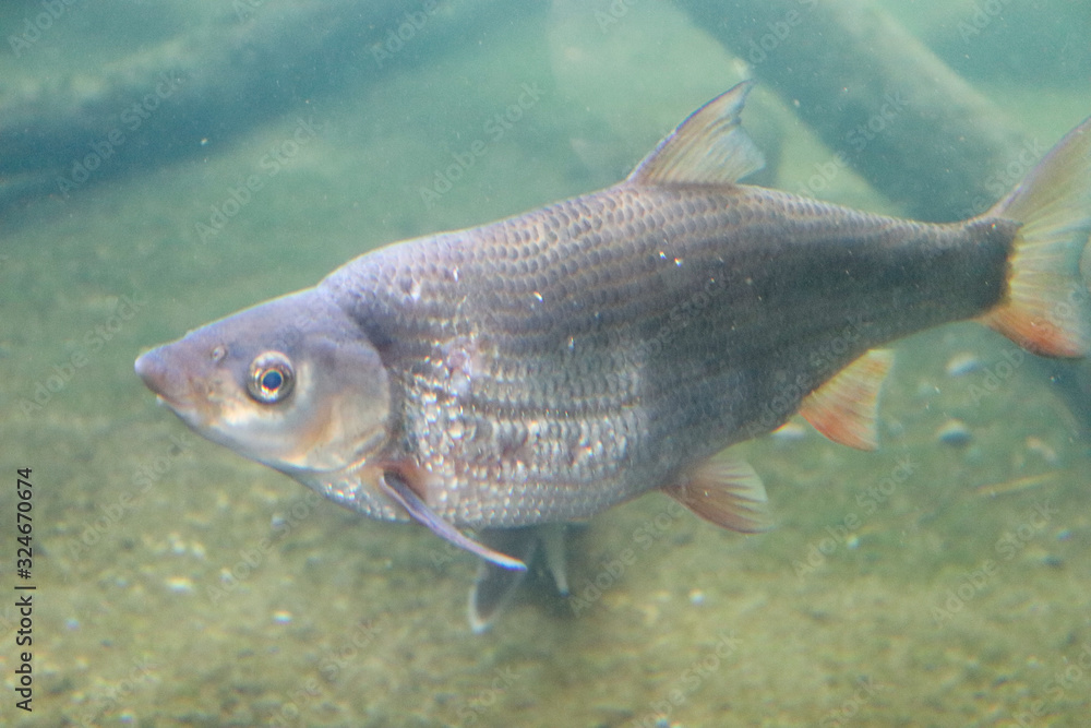 Fototapeta premium pez de color gris destacado entre el agua de color verde 