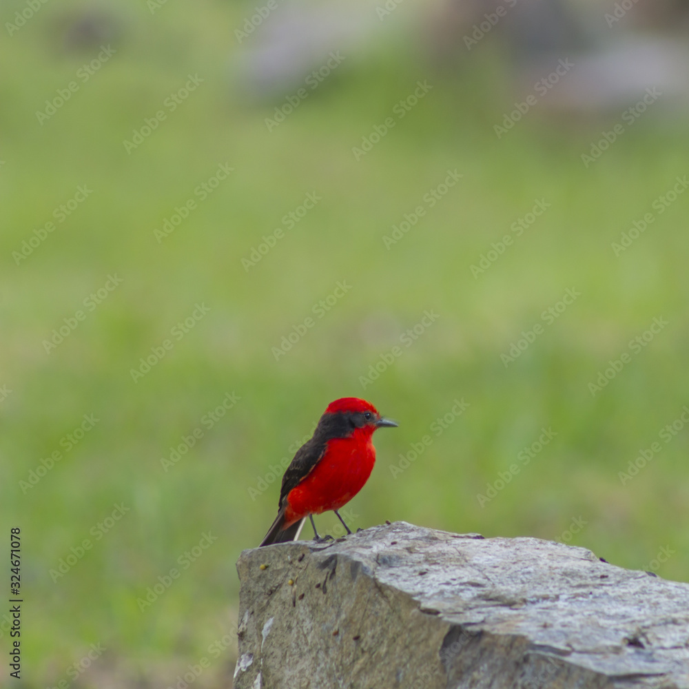 Red bird on a rock
