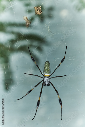 spider on web © MarliumJamir