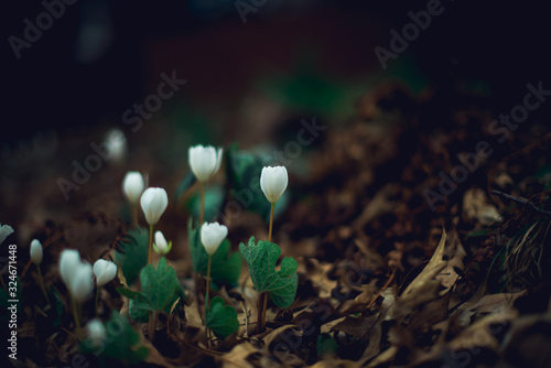 A group of tiny white bloodroot flowers blooming in the Spring