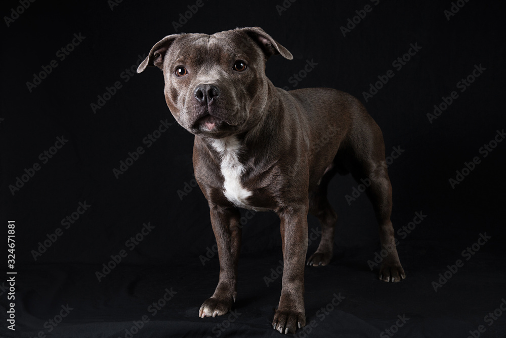 Serious American Staffordshire Terrier standing in studio Serious American Staffordshire Terrier standing in studio