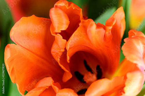 Close up of center of red tulip curl showing the stamen in the center of the page