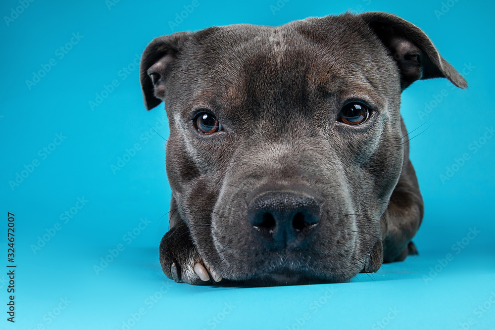 Curious American Staffordshire Terrier in studio on blue background