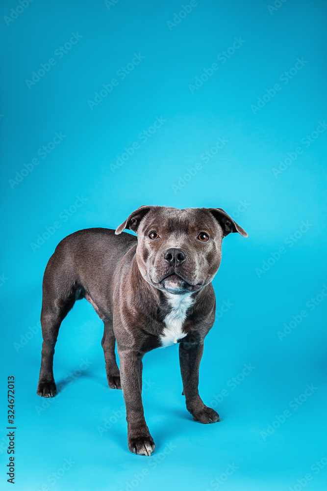 Adorable American Staffordshire Terrier standing in studio