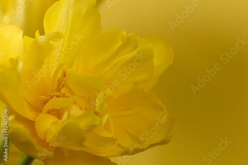 Close up of center of yellow tulip with yellow background
