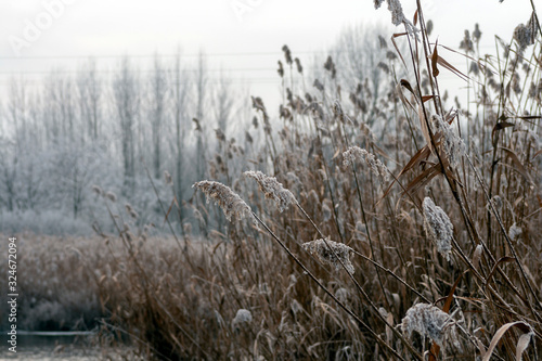 Close up shot of frosty reed on a winter lake