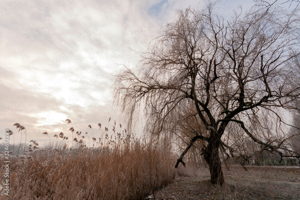 Winter trees in the hungarian countryside Winter trees in the hungarian countryside
