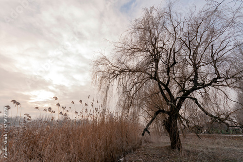 Winter trees in the hungarian countryside