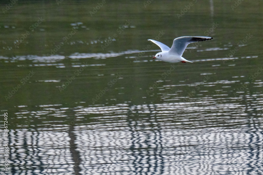 black headed gull black headed gull