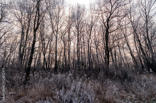 Winter trees in the hungarian countryside