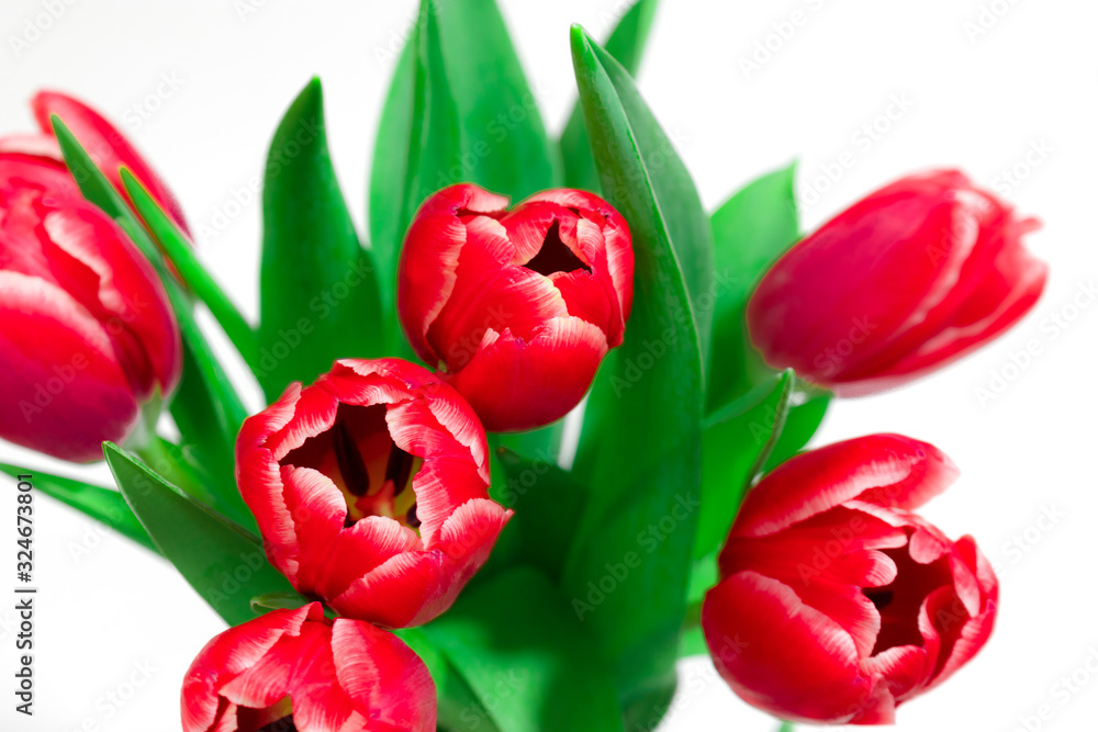 Bouquet of red tulips on a white background. International women day. Holidays. Hello spring Bouquet of red tulips on a white background. International women day. Holidays. Hello spring