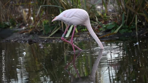 flamingos drinking water in a pond