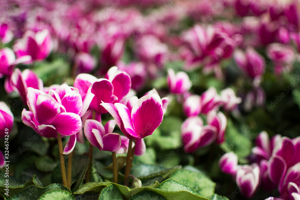 Lawn of beautiful pink and white cyclamens. Spring tender beautiful fluffy flower. Medical poisonous flower. Floral background in full bloom. Spring tender beautiful fluffy flower, Mothers Day. Lawn of beautiful pink and white cyclamens. Spring tender beautiful fluffy flower. Medical poisonous flower. Floral background in full bloom. Spring tender beautiful fluffy flower, Mothers Day.