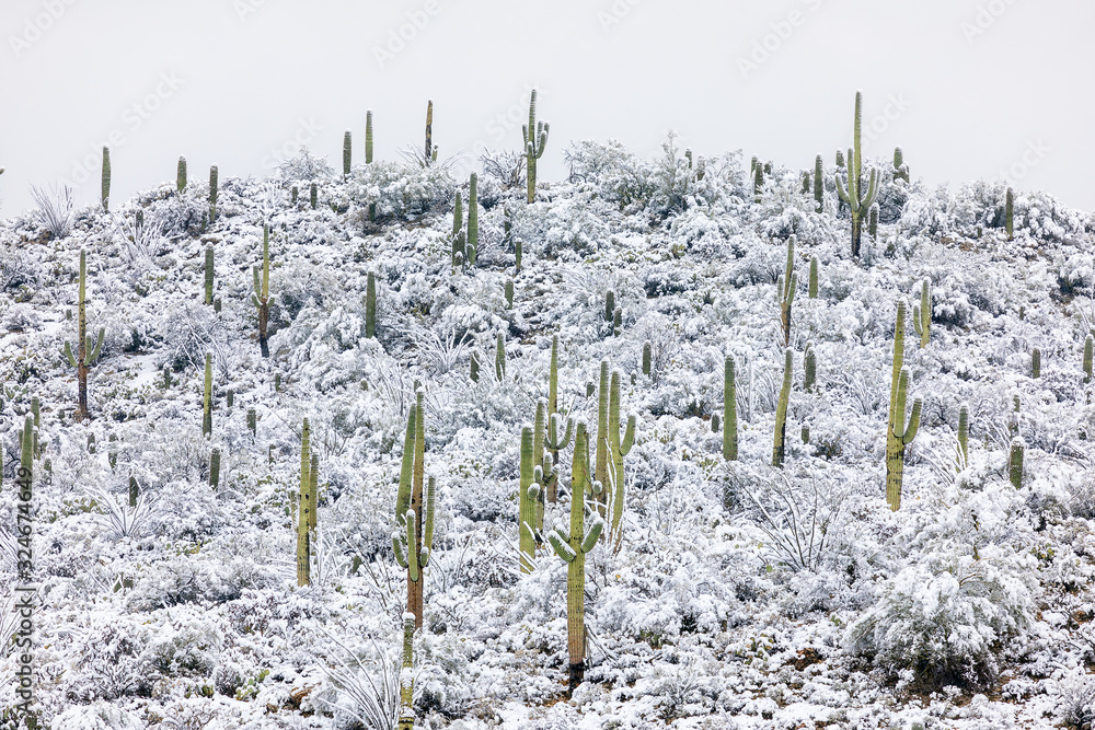 Saguaro cactus in snow at Saguaro National Park wall mural wallpaper