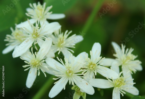 Small white flowers green background