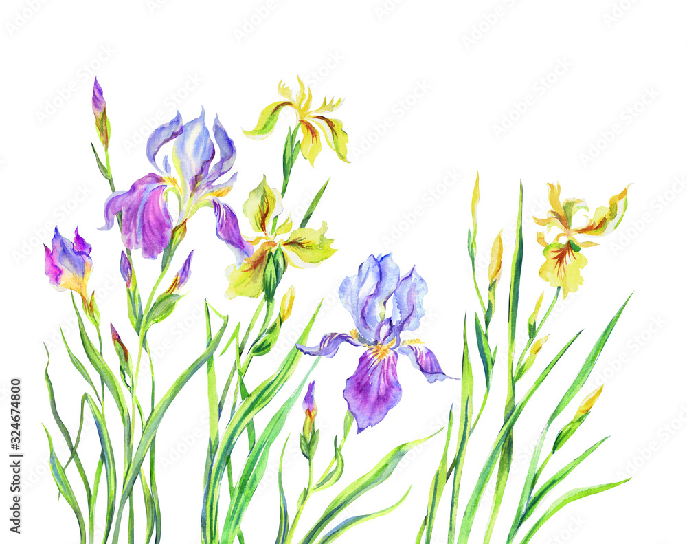Obraz Blooming irises, purple and yellow, watercolor painting on a white background.