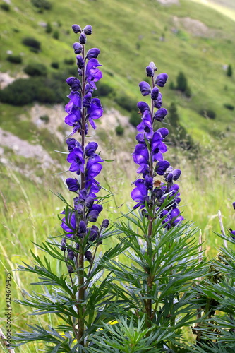 Gewöhnlicher Blauer Eisenhut, Aconitum napellus ssp. vulgare