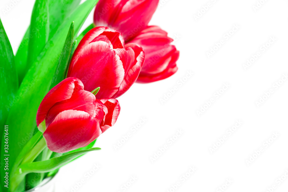 Bouquet of red tulips on a white background. International women day. Holidays. Hello spring Bouquet of red tulips on a white background. International women day. Holidays. Hello spring