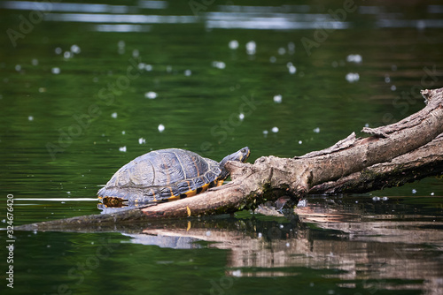 Yellow-bellied slider turtle (Trachemys scripta scripta) Warming Up 