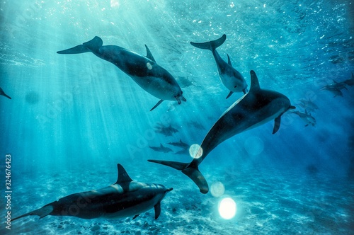 swimming with wild dolphins in Hawaii 