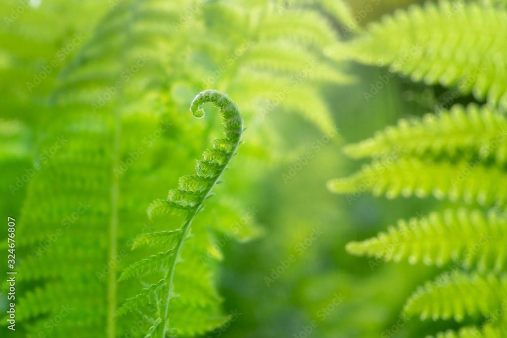 Young fern in forest