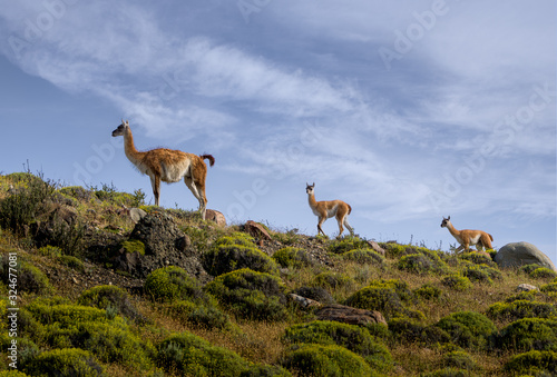 Family of 3 Guanacos walking by on ridgeline in Patagonia