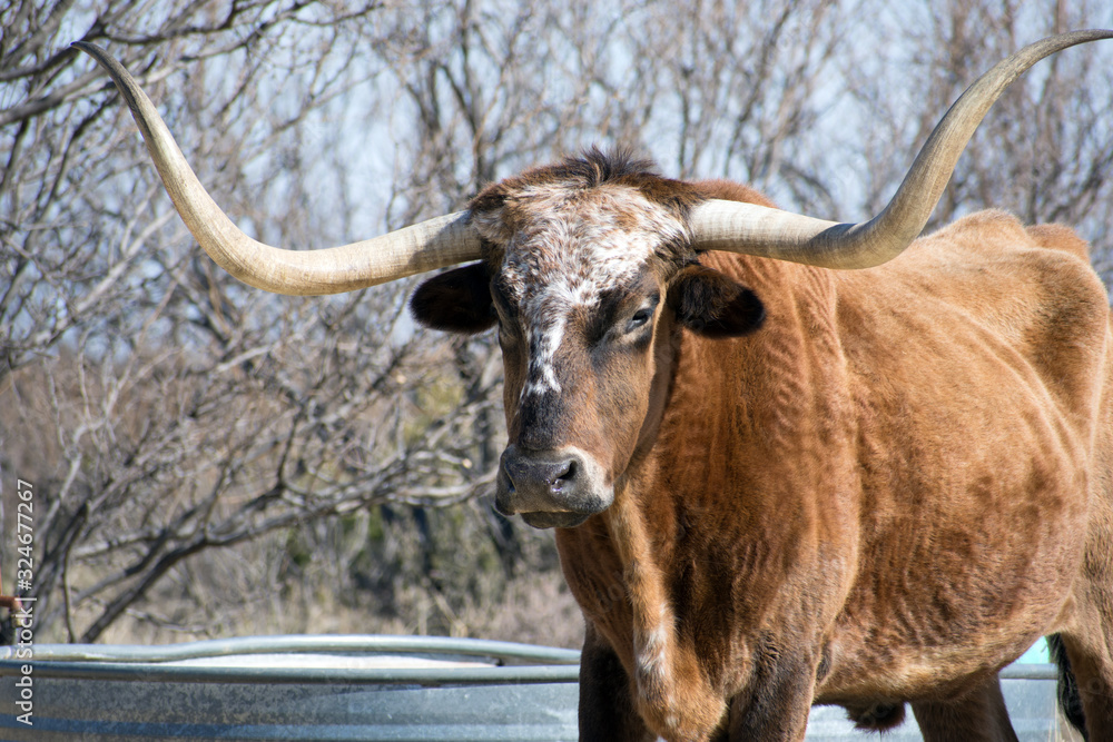 Portrait of a longhorn cow in Texas. Portrait of a longhorn cow in Texas.