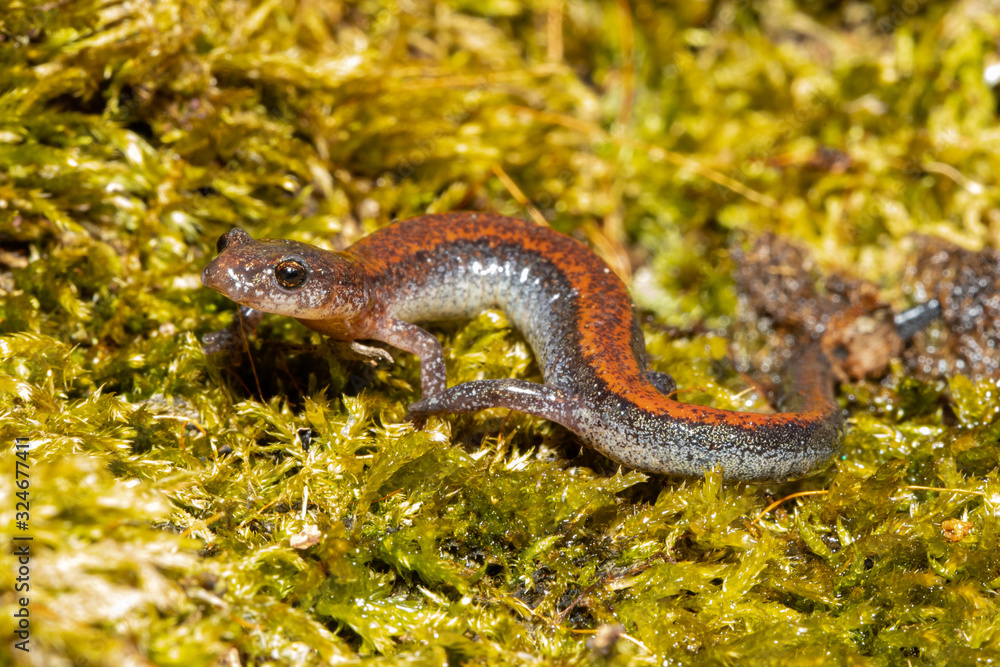 Redback salamander - Plethodon cinereus Redback salamander - Plethodon cinereus