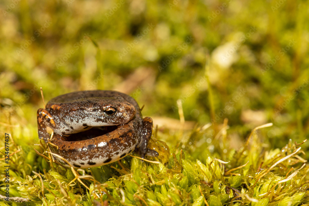 Fototapeta premium Four-toed salamander - Hemidactylium scutatum