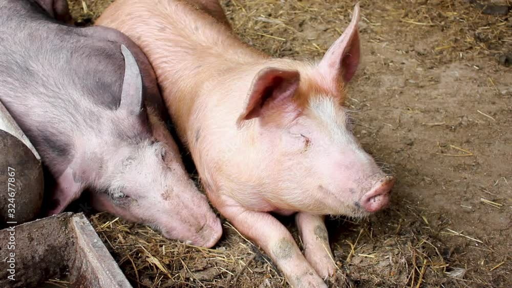 Pigs lie in the barn and rest after an early meal. Two pigs in a home farm. Pigs lie in the barn and rest after an early meal. Two pigs in a home farm.
