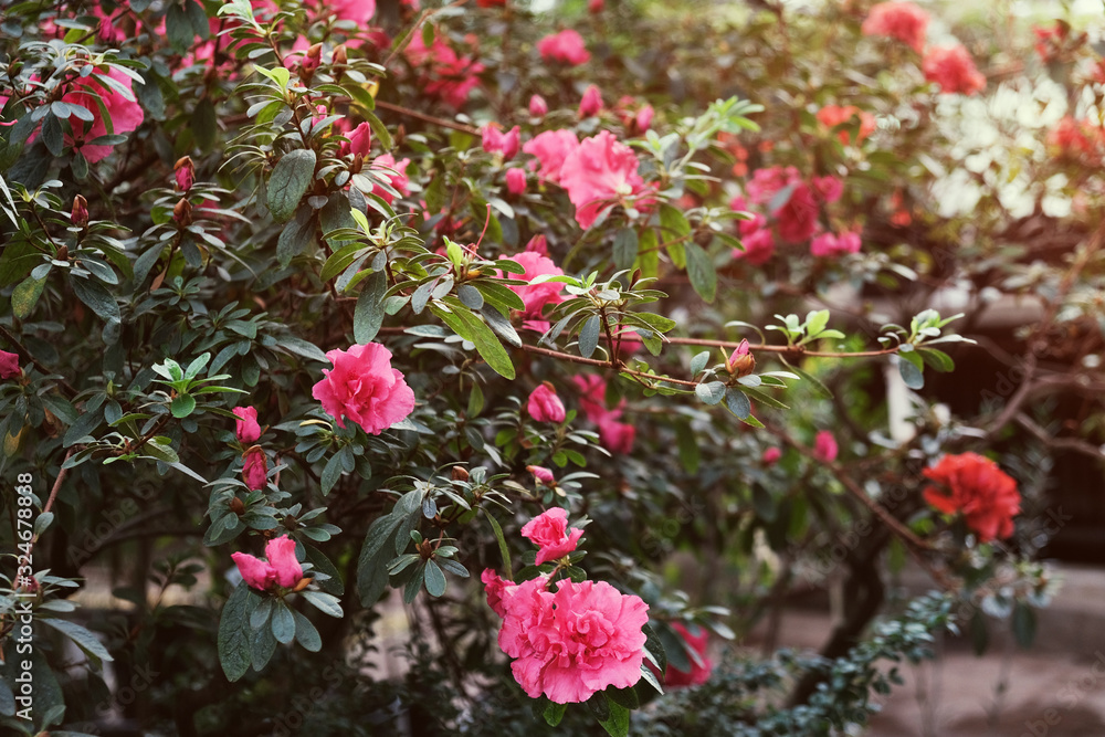 Beautiful flowering Azalea (rhododendron) garden. Spring or summer background.