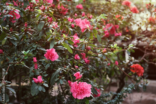 Beautiful flowering Azalea (rhododendron) garden. Spring or summer background.