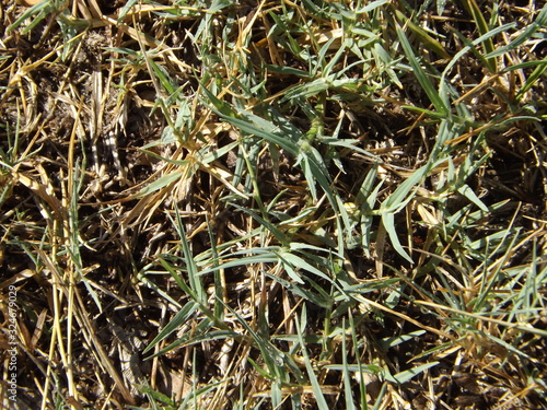 Crabgrass Taking Over Lawn