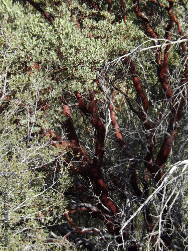 Meixan Manzanita Tree In Summer photo