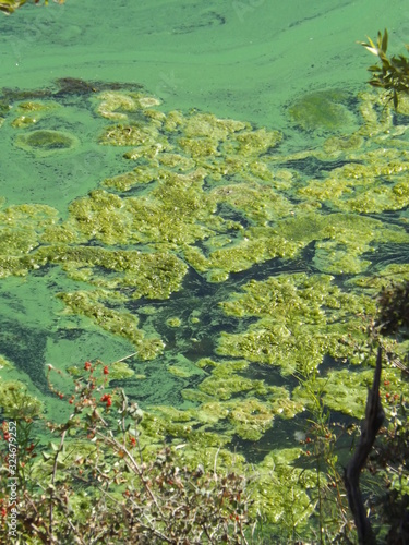 Stagnant Bacterial Algae Bloom in Lake Water