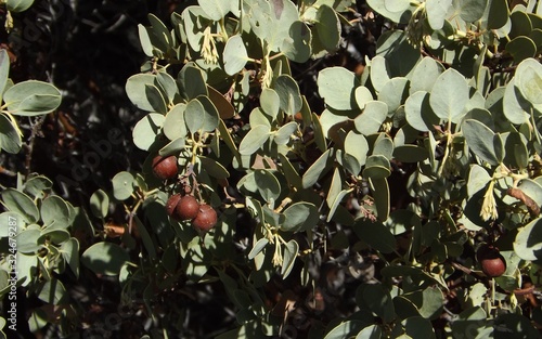 Mexican Manzanita Tree Leaves and Fruit