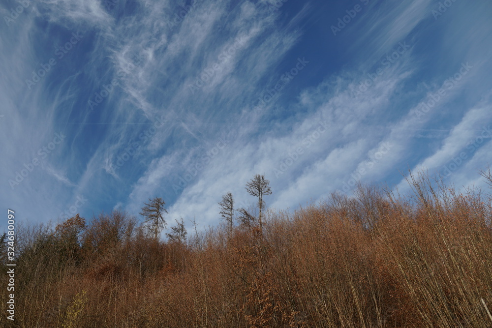 Young trees with dry leaves in brown shades on the background of blue sky with cirrus clouds crossing diagonally the sky Young trees with dry leaves in brown shades on the background of blue sky with cirrus clouds crossing diagonally the sky
