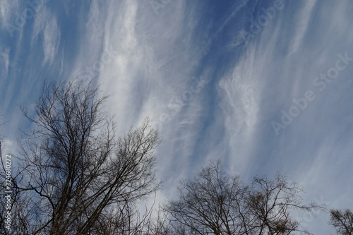 cirrus clouds running vertically over the sky with nude branches of trees in winter.