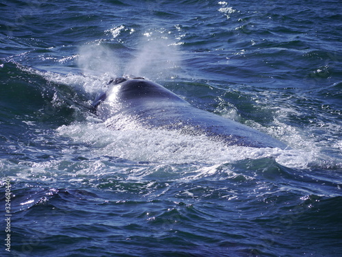 Whale blowing in lagoon of Hermanus, South Africa