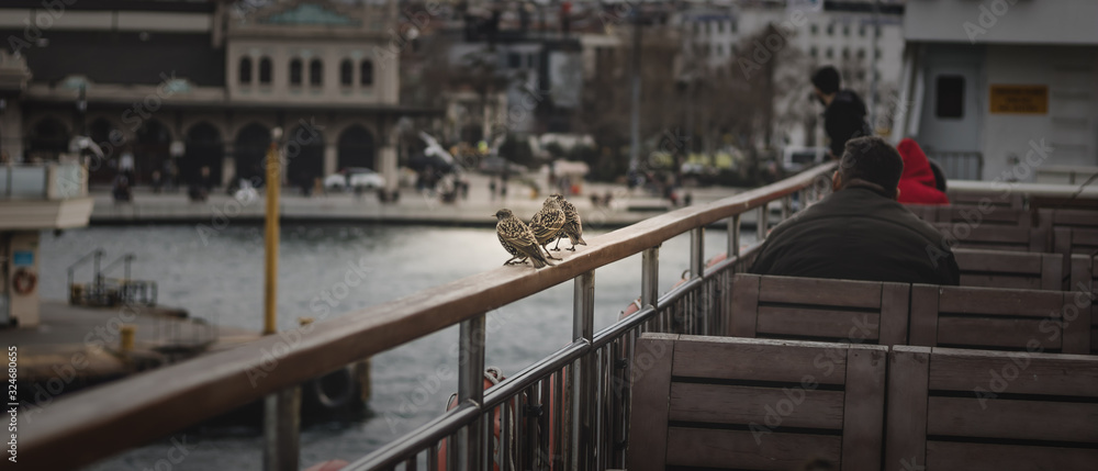 Fototapeta premium a sparrow on a ship approaching the dock