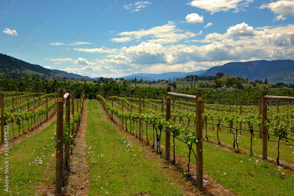 Okanagan valley vineyards canada panormama
