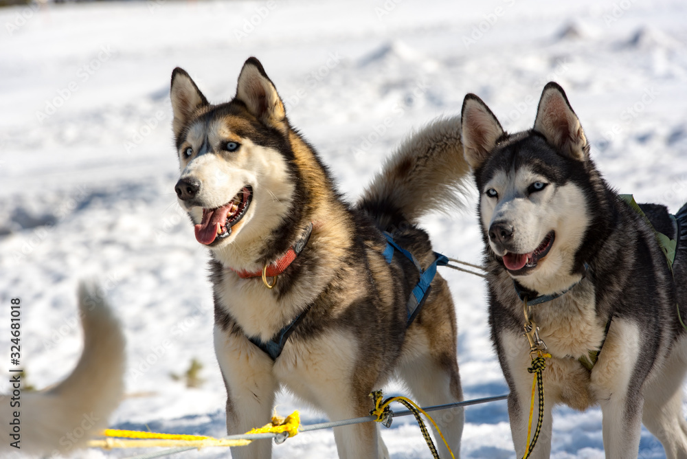 The sleds pulled by dogs in the snowy landscape of Grau Roig, Encamp, Andorra. The sleds pulled by dogs in the snowy landscape of Grau Roig, Encamp, Andorra.