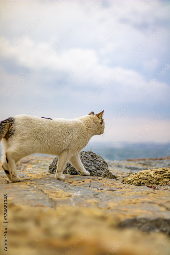 Photograph of each step of the white cat walking on the rocks Photograph of each step of the white cat walking on the rocks