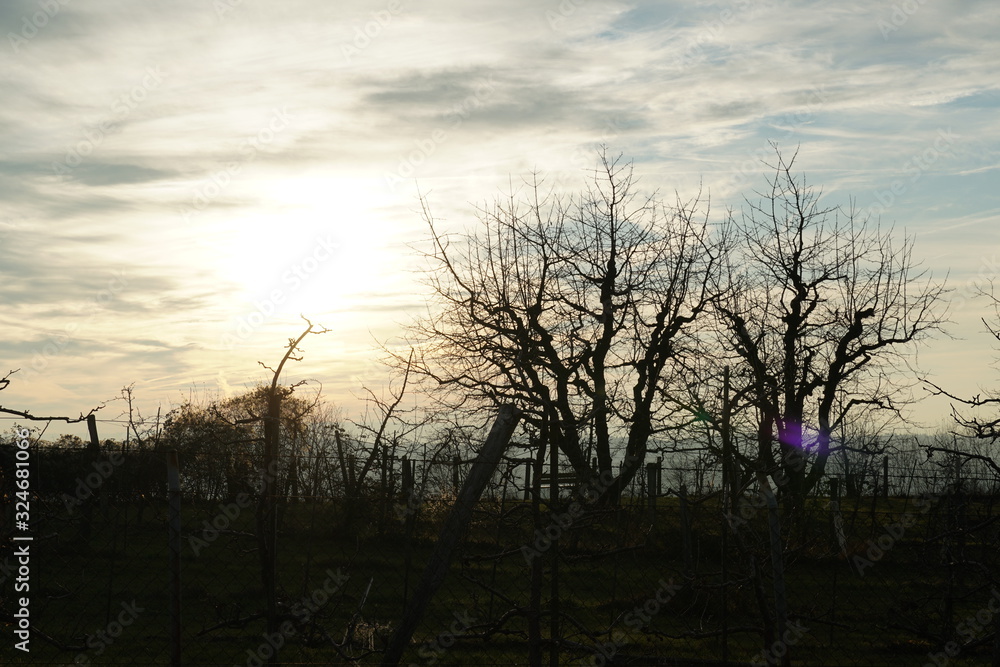 apple orchard in winter at sunset with blurred sun and cirrus clouds enlighten by the sun rays apple orchard in winter at sunset with blurred sun and cirrus clouds enlighten by the sun rays