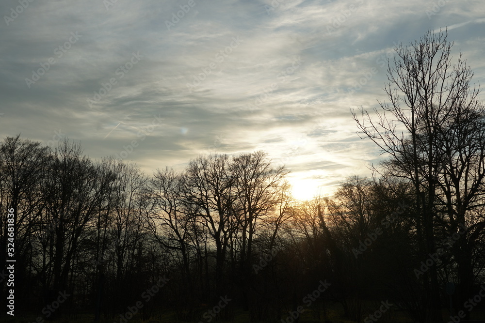 Sky covered with cirrus clouds at sunset and a group of trees of various size with nude branches in winter. Sky covered with cirrus clouds at sunset and a group of trees of various size with nude branches in winter.