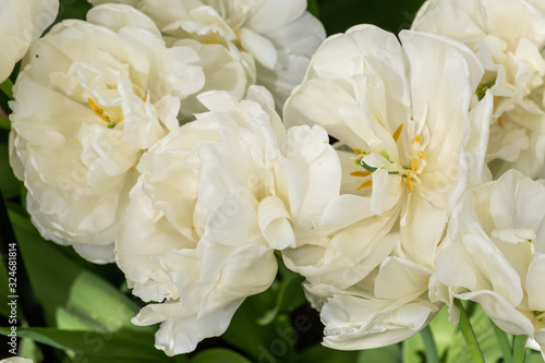 Big white rose type tulip with many petals
