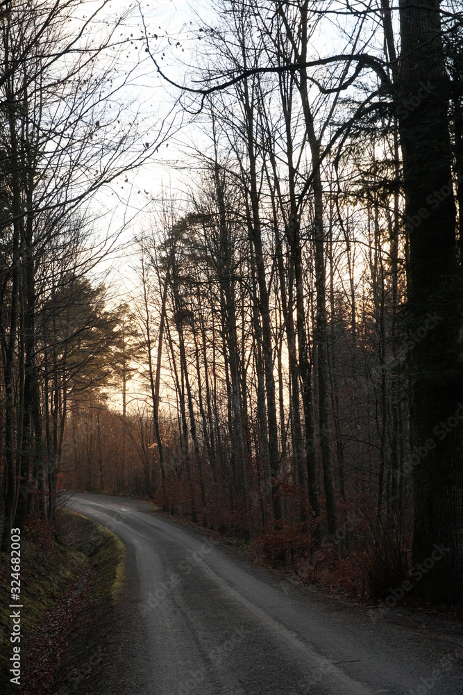 a road in the mixed forest in winter an sunset with sun giving the trees golden hue. a road in the mixed forest in winter an sunset with sun giving the trees golden hue.
